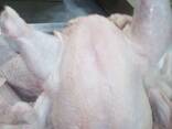 Тушка кур. Маточник. Халяль. Беларусь. - фото 1