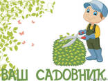 Ваш Садовник.  Стрижка и обрезка деревьев, кустарников - фото 1